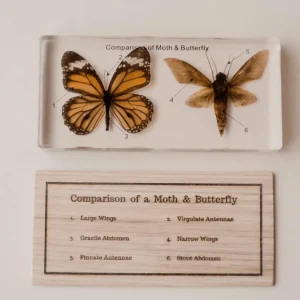 Our Earth Life Specimen // Butterfly & Moth Set> Educational Play