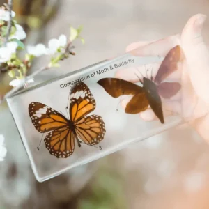 Our Earth Life Specimen // Butterfly & Moth Set> Educational Play