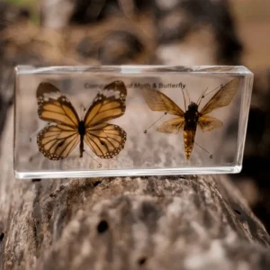 Our Earth Life Specimen // Butterfly & Moth Set> Educational Play