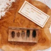 Our Earth Life Specimen // Cicada Life Cycle Block> Australiana Theme | Educational Play