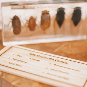 Our Earth Life Specimen // Cicada Life Cycle Block> Australiana Theme | Educational Play