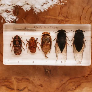 Our Earth Life Specimen // Cicada Life Cycle Block> Australiana Theme | Educational Play