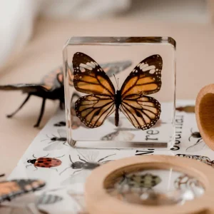Our Earth Life Specimen // Common Tiger Butterfly> Educational Play