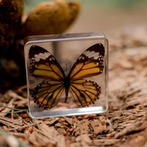Our Earth Life Specimen // Common Tiger Butterfly> Educational Play