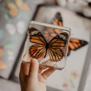 Our Earth Life Specimen // Common Tiger Butterfly> Educational Play