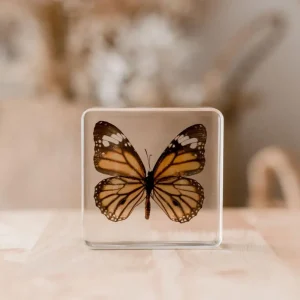 Our Earth Life Specimen // Common Tiger Butterfly> Educational Play