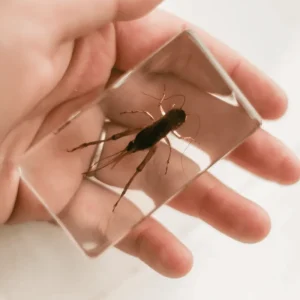 Our Earth Life Specimen // Cricket> Educational Play