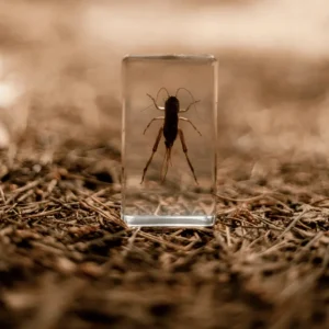 Our Earth Life Specimen // Cricket> Educational Play