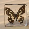 Our Earth Life Specimen // Limed Butterfly> Bestsellers | Educational Play
