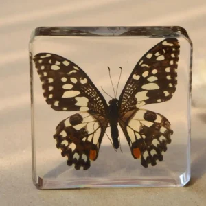 Our Earth Life Specimen // Limed Butterfly> Bestsellers | Educational Play