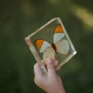Our Earth Life Specimen // Orang-Tipped Butterfly> Educational Play
