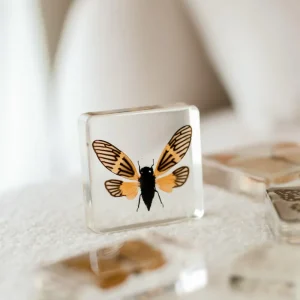 Our Earth Life Specimen // Yellow Winged Cicada> Bestsellers | Educational Play