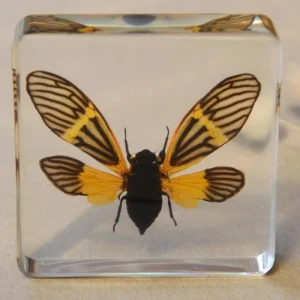 Our Earth Life Specimen // Yellow Winged Cicada> Bestsellers | Educational Play