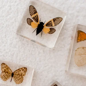 Our Earth Life Specimen // Yellow Winged Cicada> Bestsellers | Educational Play