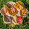 Yellow Door // Natural Flower Tray (7 section)> Sensory Play